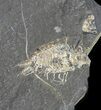 Carboniferous Shrimp-Like Crustacean (Tealliocaris) - Scotland #44410-1